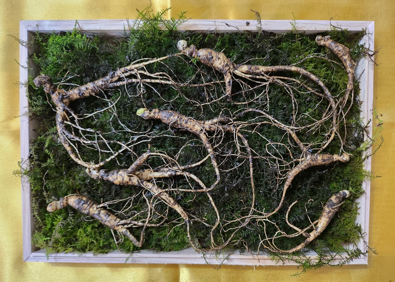 산양삼 선물용 건강용 파지 산양삼 7-8년산 8-10년산