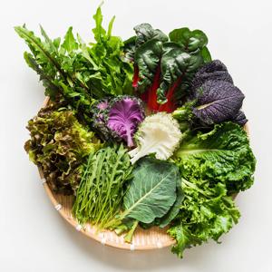 유러피안샐러드 모둠쌈채소