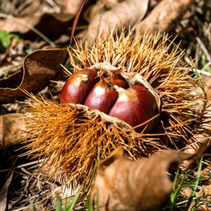 영양만점 국내산 충남 공주밤 1kg