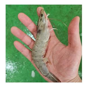 [푸디앤] 횟감용 흰다리 새우 1kg  /40-46미 산소포장