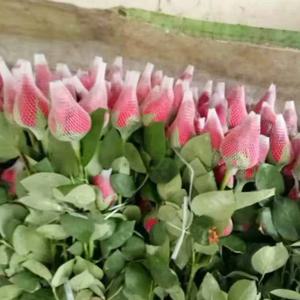 1000개 장미 수축망 커버 백합 장미 포장 꽃망 슬리브 메이크업 브러쉬 나일론망 보호 커버 플라스틱망