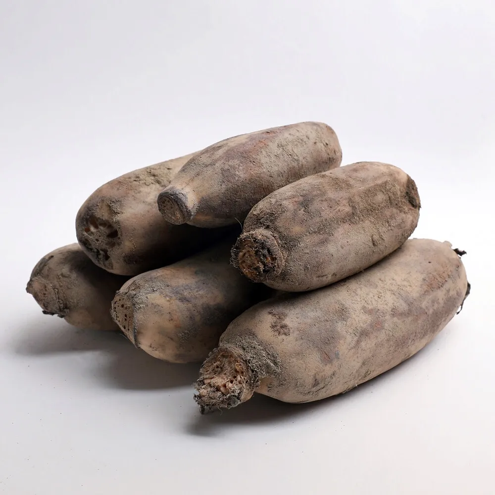 [서안동농협] 흙 연근 특품 1kg