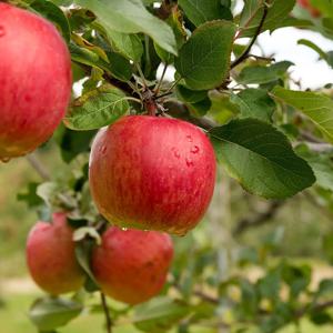 [오늘담은] 정품 부사 사과 2kg / 4kg 크기별 선택 / 맛있는 경북사과