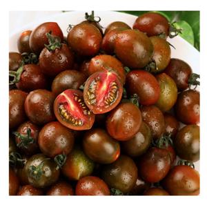 [푸디앤] 신품종 흑대추 방울토마토 1kg 2kg / 쫀쫀한 젤리같은 식감과 달콤한 맛