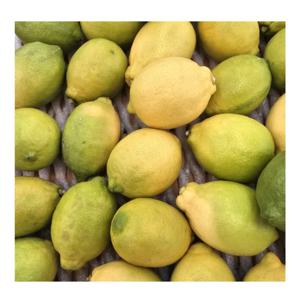 [푸디앤] 제주 그린레몬 1.5kg-9kg (실중량) / GAP인증