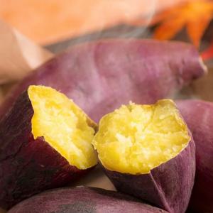 산지직송 해남 꿀고구마(비세척) 황토밭에서 재배된 건강한 고구마