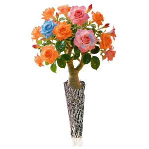 레인보우 아데니움 오베숨 씨앗 발아 이중 꽃잎 사막 장미 꽃 구근 씨앗 심기 브래킷 식물 고정 클램프 2개