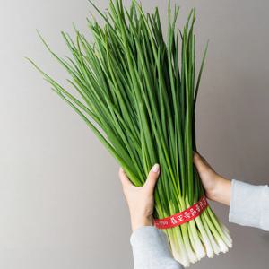 신선한 깐쪽파 세척쪽파 집밥 필수 채소