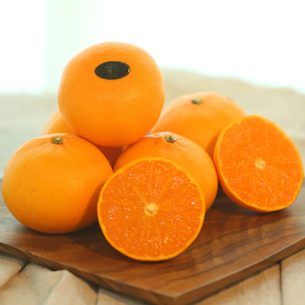 [지장샘농장] 당도보장 제주 천혜향 1.5kg 2.5kg 4.5kg