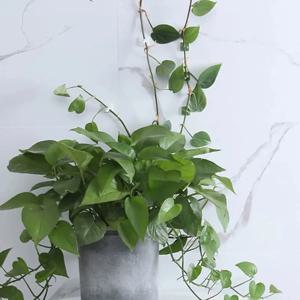 10개입-홈 가든 식물 클라이밍 월 고정 클립 라탄 덩굴 고정기 자가 접착식 식물 클라이밍 월 고정 버클 훅