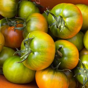 부산 진짜 대저 토마토 (일반) 1kg 2.5kg