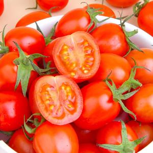 스테비아 대추방울토마토 1kg / 2kg 건강하고 달콤한 토마토
