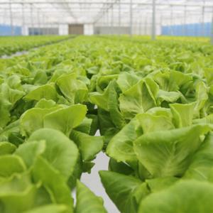 (신선집중) 친환경 유기농 쌈채소 유러피안 샐러드 채소 1kg 3~7종내외