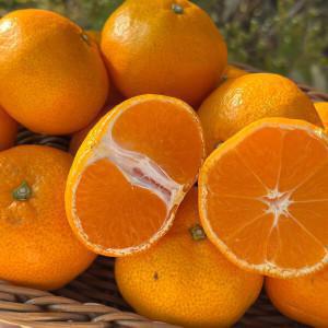 (신선집중) 새콤달콤 타이백 감귤 로얄과(S-2S) 4.5kg 실중량