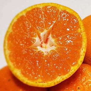 귤/제주 감귤/ 서귀포 고당도 노지 귤 10kg 랜덤or쥬스용특대과