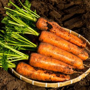 아삭아삭 햇 당근 고당도 제주당근 구좌당근 흙당근