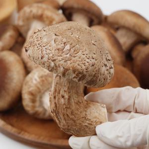 향긋 쫄깃한 고기버섯 무농약 송화고 송고 송향버섯 500g 1kg