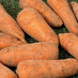 아삭아삭 고당도 제주 구좌 모래당근 2kg/3kg/5kg 당근