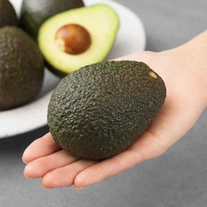 고품질 생 아보카도 대과 15입