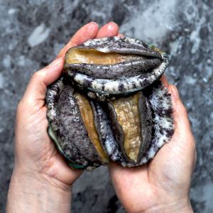 청정지역 완도 활 전복 1kg 9~10미 산지직송 선물 세트