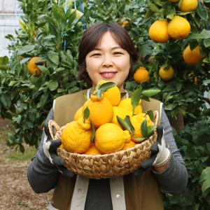[과일꾼] 제주 산지직송 ! 겨울 제철과일 한라봉 가정용 2kg/3kg/5kg 중대과사이즈