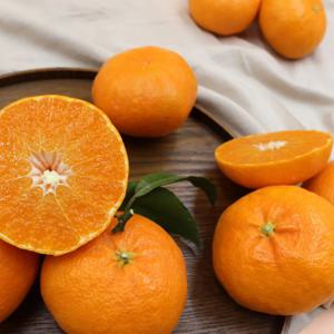 [LIVE] 석희농장 레드향 선물세트 3KG 서귀포 고당도 레드향