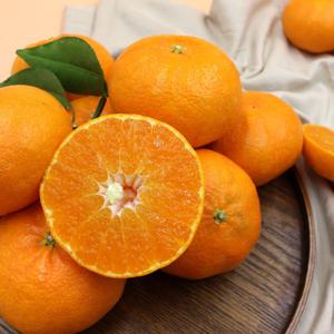 [LIVE] 석희농장 레드향 선물세트 2KG 서귀포 고당도 레드향