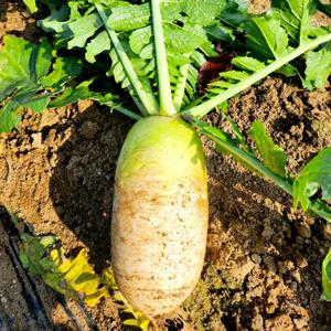 달달아삭! 제주의 깊은맛 제주 월동무 10kg (세척)