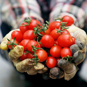 싱싱한 국내산 대추 방울 토마토