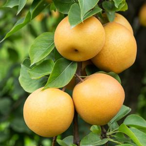 아삭아삭한 국내산 가정용 배 3kg 5kg