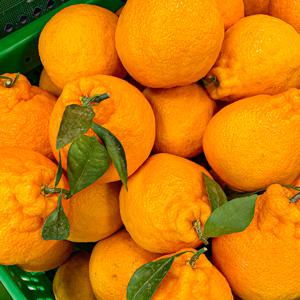 제주 하우스 한라봉 2kg (10-15과) +2개구매시 500g 추가발송