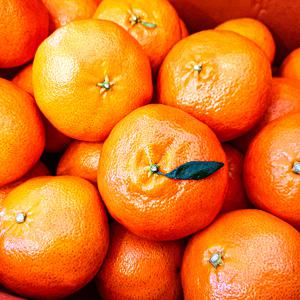 제주 레드향 가정용 2kg 혼합과/로얄과 +2개구매시 500g 추가발송