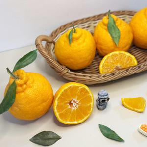 제주 한라봉 못난이 가정용 5kg / 25년 첫 수확 / 배송비 무료 이벤트