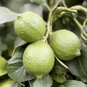 제주레몬 생레몬 국산 제주도 레몬 / 3kg (실중량2.5kg) 혼합과