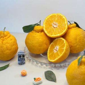 제주 한라봉 가정용 5kg / 25년 첫 수확 / 배송비 무료 이벤트