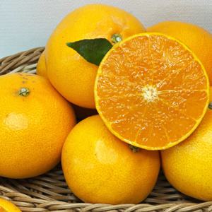 제주 레드향 가정용 3kg / 배송비 무료 이벤트 진행