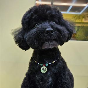 천연원석 강아지목걸이 고양이목걸이 이름표 인식표 비즈 목걸이