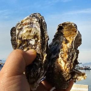 석화 석화구이 석화찜 생굴 (통영 여수) 10kg / 횟감가능 하나 장하신분 익혀드세요