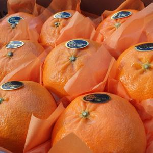 제주 레드향 프미미엄 중소과 2kg (10-13과 내외) / 특가행사