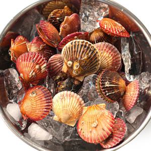 국내산 통영 제철 홍가리비 가리비 세척 선별 1kg 25미 내외