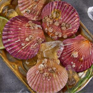 홍가리비 가리비 구이 제철 홍가리비찜 1kg 17미 내외