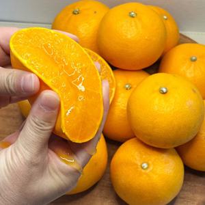 제주 천혜향 가정용 2.5kg 중소과 (한정수량 무료배송 이벤트)