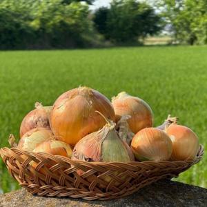 농산물온 25국내산 햇양파 저장용 만생종 단단한 양파 2kg 3kg 4kg 5kg