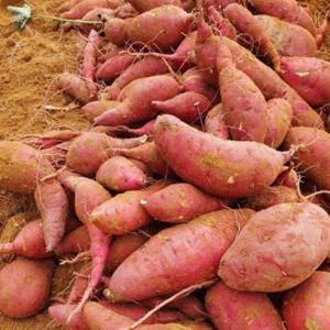 산지직송 햇고구마 수확 해남 진율미 꿀 밤고구마 비세척 5kg /17일까지 특별할인 +무료배송