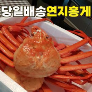 (주문폭주)26년 가격파괴 탱글탱글 자숙 연지홍게 2kg 6~8미 내외