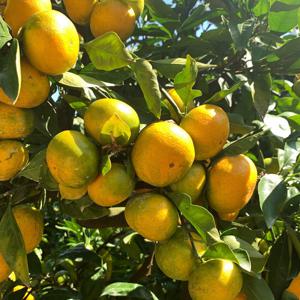 제주감귤 밀감 제주 노지 조생 귤 감귤 / 노지 감귤 중대과(L~2L) 5kg(실중량 4.5kg)