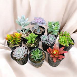 미니다육선인장10개 중품5개 키우기 쉬운 식물 다육화분  이름표영양제