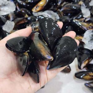 국내산 제철 홍합 남해안 손질 홍합 다듬이홍합 홍합탕 2kg 4kg 손질 홍합 4kg