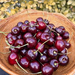 흙이음 칠레산 생 체리 10R (대) 1kg / 26mm 새콤달콤 항공 직송