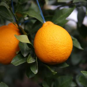 우리들의식탁 한라봉 특가 실무게 5kg (18-37과 내외)